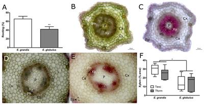 Microcutting Redox Profile and Anatomy in Eucalyptus spp. With Distinct Adventitious Rooting Competence